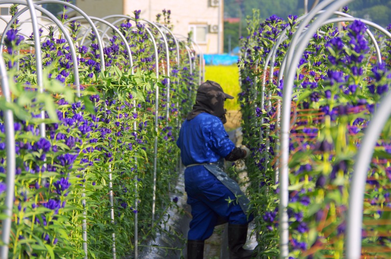 切り花出荷31億本 アルストロメリアは微増